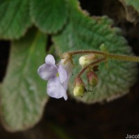 Henckelia humboldtiana (Gardner) A.Weber & B.L.Burtt